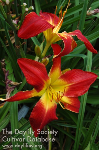 Daylily Gryphon Chinese Fire